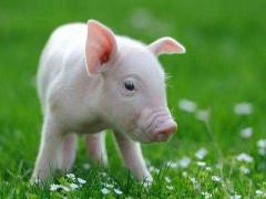 猪和猪相配吗 属猪和属猪的婚姻怎么样