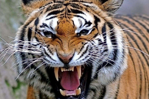 生肖虎感情运势分析男人(生肖虎感情运势分析男人性格)