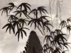 74年2023年运势如何
