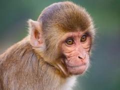 猴和猪相配婚姻如何在一起好吗 猴和猪的属相适合做夫妻吗