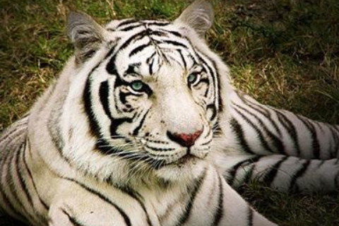 1998年属虎2022年运势及运程98年24岁属虎人的2022年本命年每月运势