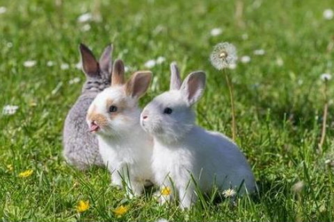 2011年属兔的几月出生最好,生肖属相,兔
