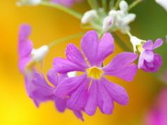 5月22日生人命运怎么样