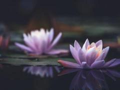辛未日生人命运大全