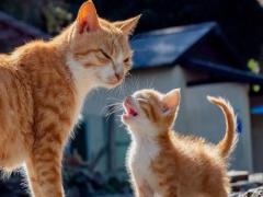 猫和什么属相相克注定不能养