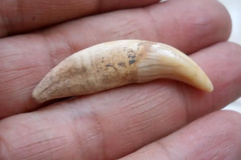 狼牙什么属相的人不能佩戴