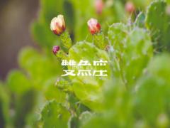 双鱼座男生的性格弱点有什么