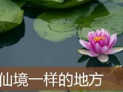 生肖女鼠和男鸡会相配吗