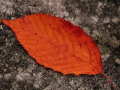 11月8日出生什么命运性格如何