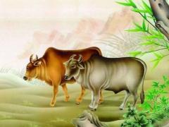 属牛的今年多大,2022年属牛的几岁