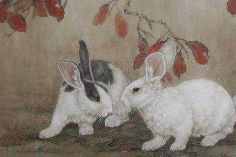 生肖男龙和生肖女兔的爱情