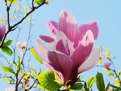桃花运旺女人的八字特点
