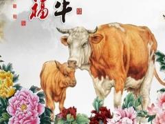 1997年属牛女人一生婚姻