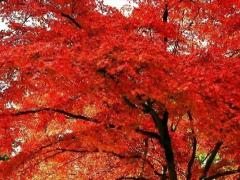 1月5日出生什么命运性格如何