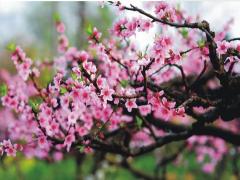 八字算桃花看你是哪种桃花