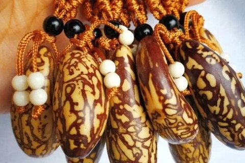 浅谈什么属相不能挂菩提子