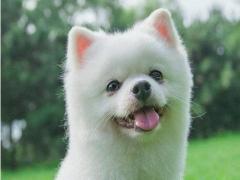 属狗和属狗的婚配好不好