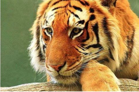 虎女性和属狗男性相配在一起则会属于天造地设的组合,你们都邑有相似