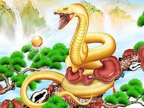 百科 生肖属相 > 蛇年男配什么生肖女孩最合适  对于属蛇男性和属鸡