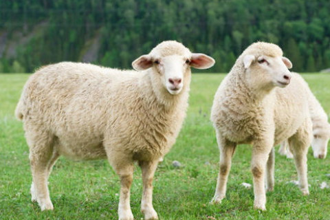 属羊农历八月份出生的命运如何,生肖属相,羊