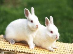 属兔和属羊的婚配如何