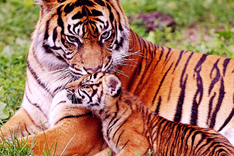 属虎的宝宝几月出生好幸福美满,生肖属相,虎