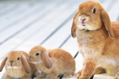 1999年属兔婚配 属兔婚配和什么属相合适,生肖属相,兔